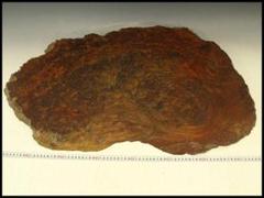 自然木 葡萄木 敷板 大判 81cmx50cm 花梨 紅木 銘木(A464) 自然木 葡萄木 敷板 大判 81cmx50cm 花梨 紅木 銘木(A464