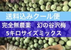 産地直送 山形県産 幻の谷沢梅 5キロ 完全無農薬 朝採り 梅酒