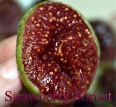 Angelito イチジク いちじく 穂木 苗 Angelito fig (アンジェリト イチジク)の特徴・味・耐寒性・栽培