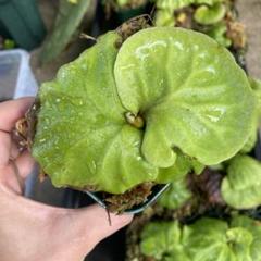 SALE❗️焼杉板付けビカクシダ（リドレイ）Ｐ.ridleyi胞子培養株no.1 ビカクシダ リドレイ P.ridleyi. 胞子培養 板付け No.154