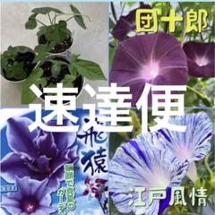 専用ページ☆朝顔のモチーフ OPAQUE_grande.jpg?v=1733460327
