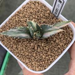 サ*ム様 オークション【匿名配送】大サイズ　アガベ　白鯨錦　縞斑　TC 2025年最新】白鯨 縞斑の人気アイテム - メルカリ