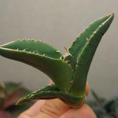 824【上澳園芸 アガベ チタノタ shangao-010 炎輪(えんりん) 749【上澳園芸】 アガベ チタノタ shangao-010 炎輪(えんりん