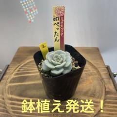 ❁おらいさん苗　夢々　雪つぼみ　いばら時計（札付きポット発送メルカリ便） ❁おらいさん苗 夢々 雪つぼみ いばら時計（札付きポット発送