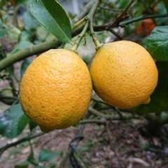 無農薬レモン2Kg 愛媛県産 ノーワックス 防腐剤不使用