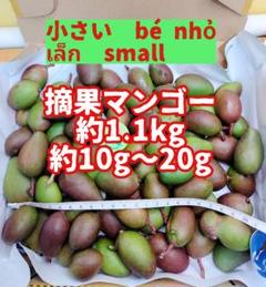 111 摘果マンゴー/青マンゴー/グリーンマンゴー 約1.1kg【農家