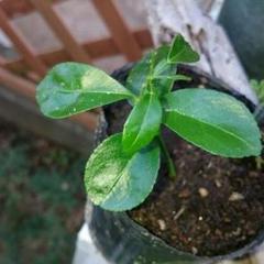 柑橘苗 実生10本(発芽数週間)