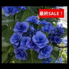 人気輸入アジサイ　挿し木苗 輸入アジサイ 挿し木苗｜Yahoo!フリマ（旧PayPayフリマ）