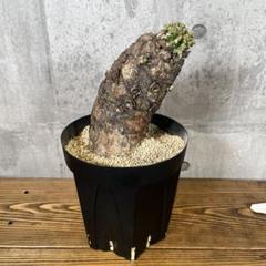 1*U様 EM02 ユーフォルビア ムランジーナ 現地球 輸入即出品 Yahoo!オークション - ユーフォルビア ムランジーナ ①