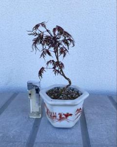 極太❗️モミジ盆栽❗️紅葉 古木 雑木盆栽 ☆極上 山もみじ 盆栽 極太 曲幹 模様木 モミジ 紅葉 小品盆栽