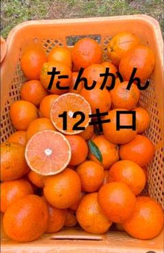 たんかん 12キロ