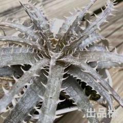 ディッキア】'Sueb hybrid' :Dyckia - メルカリ