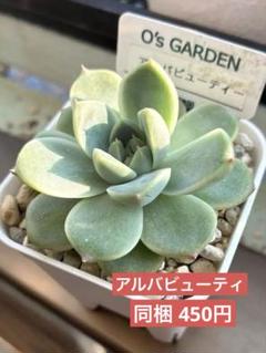 2025年最新】多肉植物札付きの人気アイテム - メルカリ