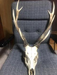 A*O様 l*n様 鹿の頭骨標本 大きな角付き(日本シカ)【シカの頭部白骨】 A*O様 l*n様 鹿の頭骨標本 大きな角付き(日本シカ)【シカの頭部