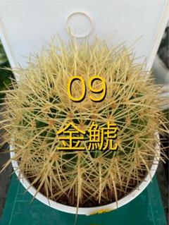 み*ん様 レア！ボカサナモンスト 自根 鉢植え メルカリ便送料込み 盆栽鉢 5つ穴 - メルカリ