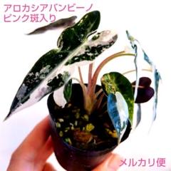 アロカシア バンビーノ イエロー / A.bambino yellow var⑭ アロカシアバンビーノ | STORES