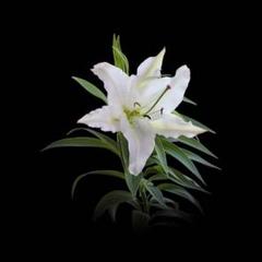 ライチ光クラブ 木製ストラップ ライチ光クラブ ジャイボ 木製ストラップ - メルカリ