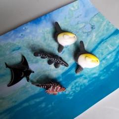 カサゴ　フィギュア　魚寸27cm 動物 生物 立体図鑑 ソルトウォーターフィッシュ デラックス