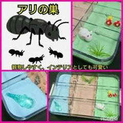 処分品【1999円~】アリの巣