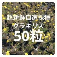 自家採種した超新鮮な パキポディウム グラキリス の種子100粒 自家採種した超新鮮な パキポディウム グラキリス の種子100粒