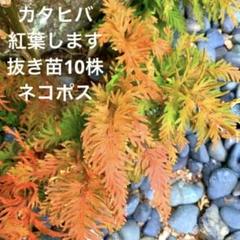 多肉植物 【特選】アガベ チタノタ 丸い叶姫厳竜強棘 極上子株 - メルカリ