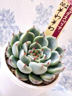 336多肉植物ルーフ×そわそわ札付きポットごとメルカリ便