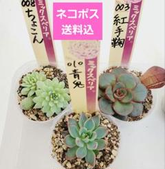 ⑰大きめ苗! 青鬼❣️紅染華❣️桜子❣️雪つぼみ❣️発根済