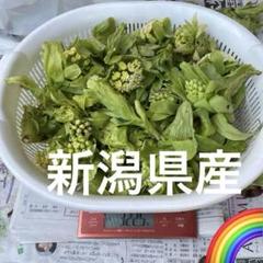 山菜　ふきのとう　新潟県産　採れたて新鮮発送　茎、花、300g フキ味噌 山菜 ふきのとう 新潟県産 採れたて新鮮発送 茎、花、300g フキ味噌