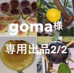 2025年最新】ホワイトマデイラの人気アイテム - メルカリ