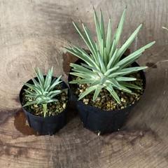 アガベ ストリクタ バリエガータ＇吹上錦＇ ROUKA | アガベ ストリクタ ' 吹上錦 ' Agave stricta variegata