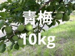 【尾道産】　5/15収穫分　青梅　10kg 尾道産】 5/15収穫分 青梅 10kg - メルカリ
