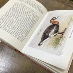 イギリスのヴィンテージ鳥図鑑 1960年代 鳥の図鑑 古書 ②
