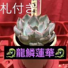 2025年最新】多肉植物おらいさん苗札付きの人気アイテム - メルカリ