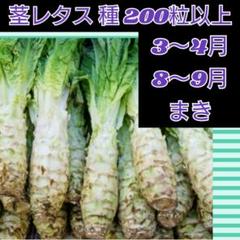 茎レタス 種子200粒以上 莴笋