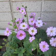 5プリムラの中古 未使用品を探そう メルカリ