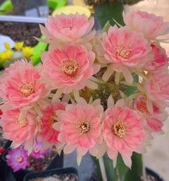 花サボテン【ロビビア】カキコ_L3_972 - メルカリ