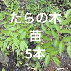 2025年最新】タラの苗木の人気アイテム - メルカリ