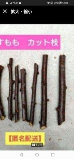 2025年最新】無農薬ソルダムの人気アイテム - メルカリ