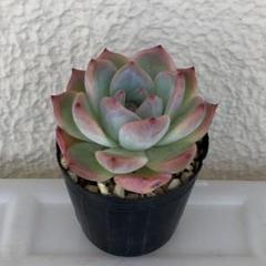 大学 兄弟割引 多肉植物 ももりん ミックスベリア おらいさん 2 - メルカリ エケベリア・セダム