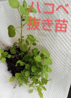 無農薬 一 二年草 ディル イノンド 種 80粒 ハーブ メルカリ 無農薬 一 二年草 ディル イノンド 種 80粒 ハーブ メルカリ