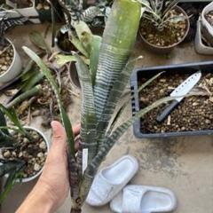 ブロメリア ビルベルギア billbergia kolan knockout - メルカリ