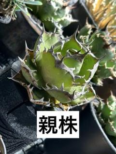 アガベ　FO-076　特選美株　中株　チタノタ　オテロイ　鉢ごとメルカリ便 抜き苗 アガベ FO-076 強棘 美株 中株 チタノタ オテロイ②