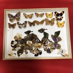 展翅板Bセット 昆虫・蝶類標本作製用品 中古品 展翅板Bセット 昆虫・蝶類標本作製用品 中古品
