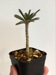 ドルステニア・ギガス 'ブラータ'（Dorstenia gigas f. bullata