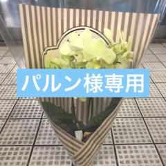 パルン♡ ミディ胡蝶蘭 カーリー スパティミニ6鉢 パルン♡様専用 ミディ胡蝶蘭 カーリー スパティミニ6鉢 - メルカリ
