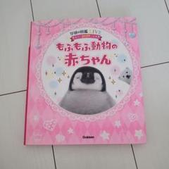 もふもふ動物の赤ちゃん