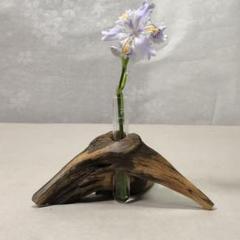 ★松の根っこ【試験管一輪挿し】ハンドメイド 肥入り