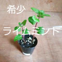 タイバジル ミニポット苗