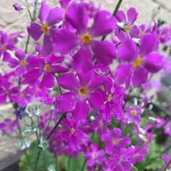 さくらそうの中古 未使用品 メルカリ