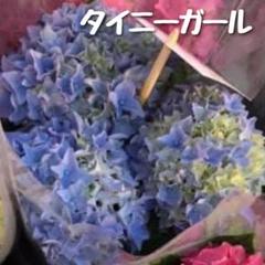 2025年最新】タイニーガール 紫陽花の人気アイテム - メルカリ